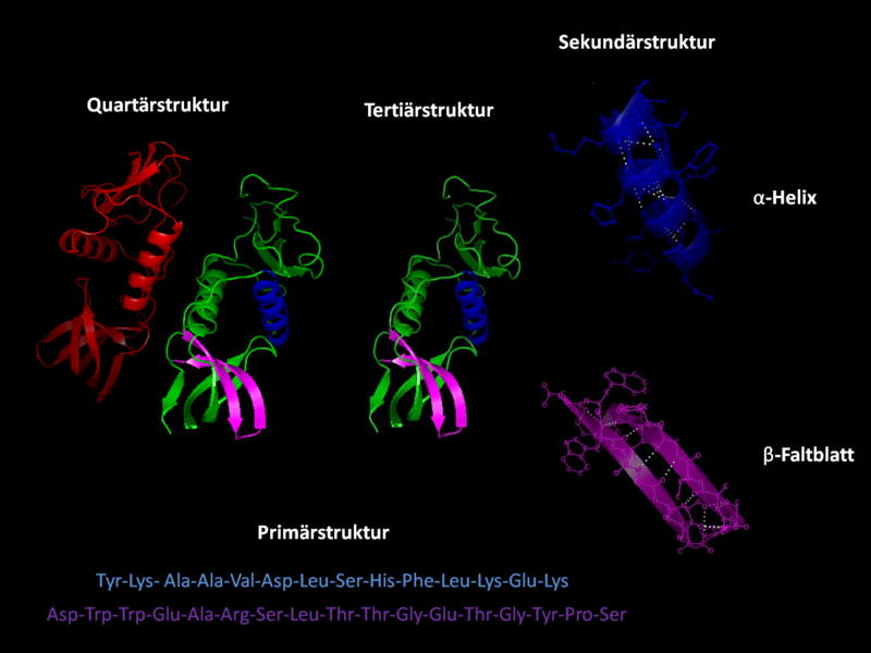 proteinfaltung