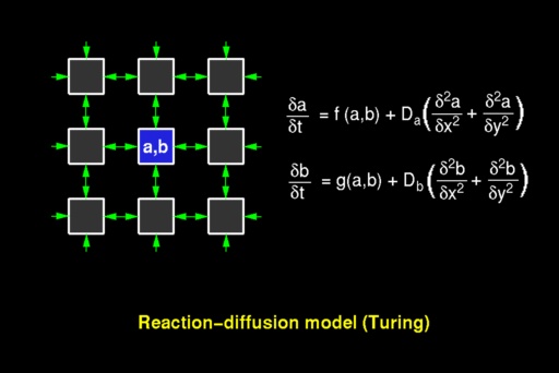 reaktions-diffusions-modell